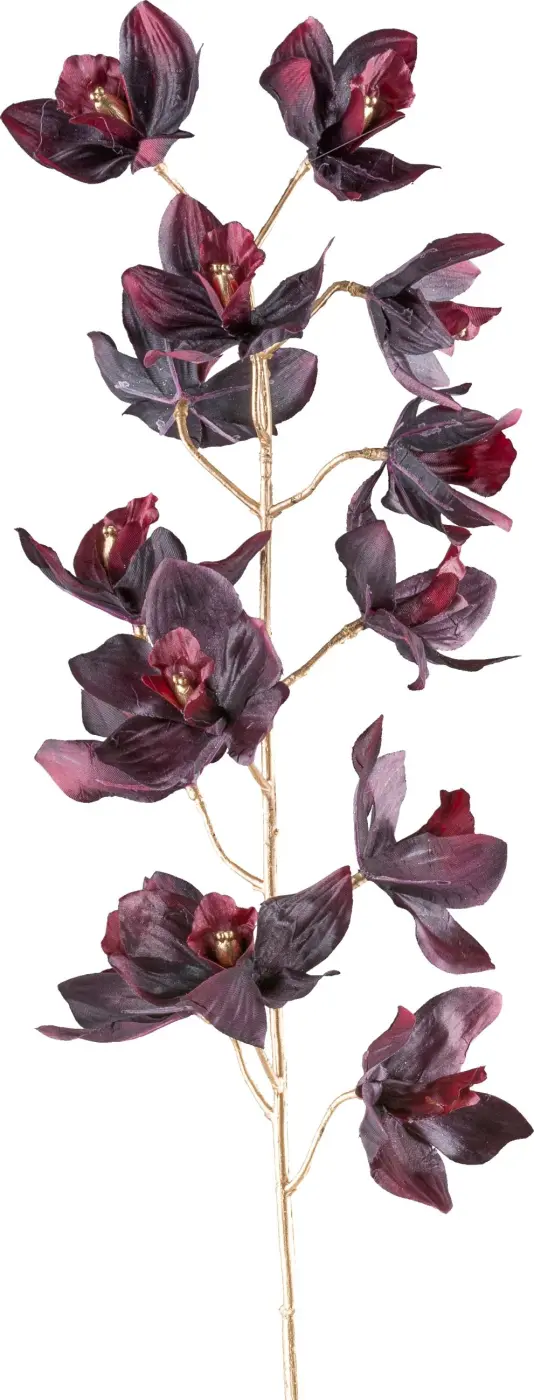 Cymbidie 3 dunkelrot -  DAFNA