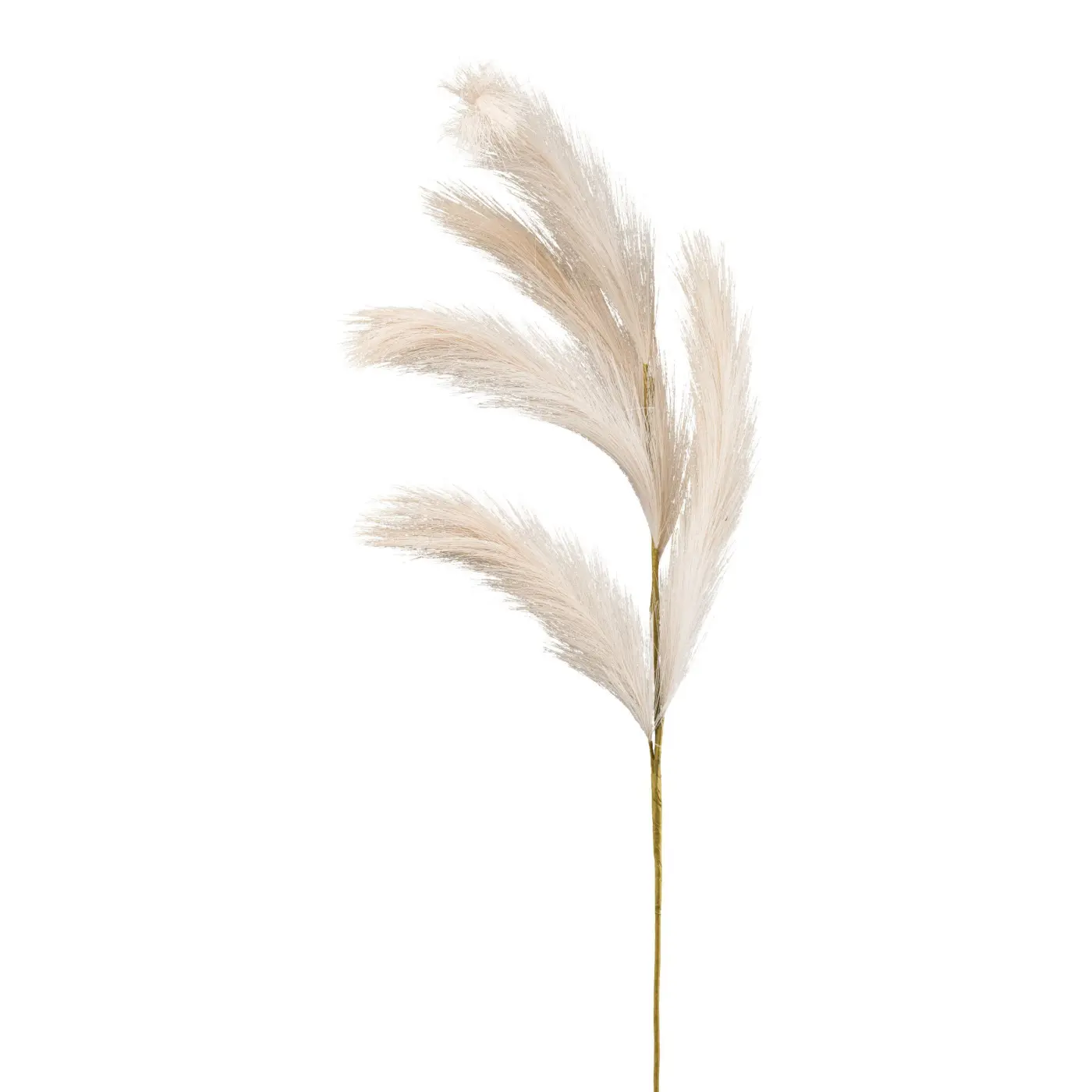 Reedgras beige -  WLADISLAV