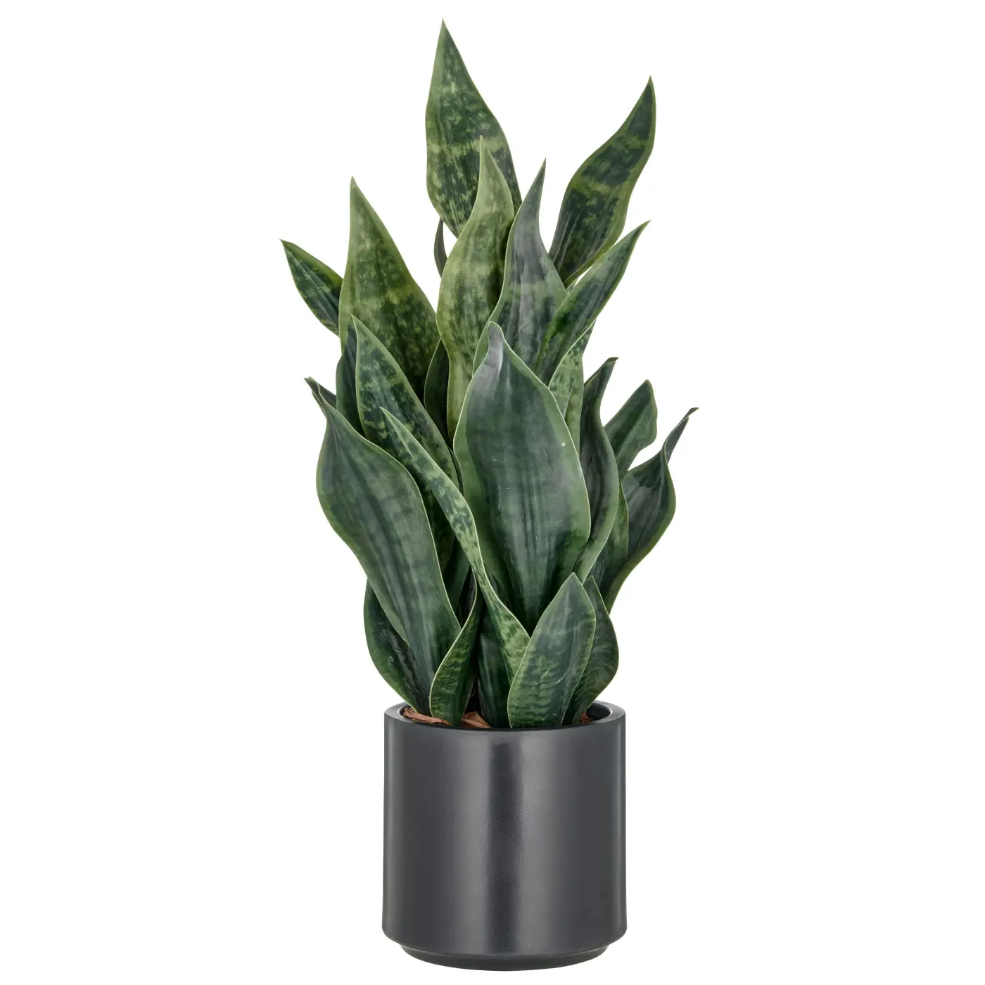 Sansevieria 52 dunkelgrün -  JANNA