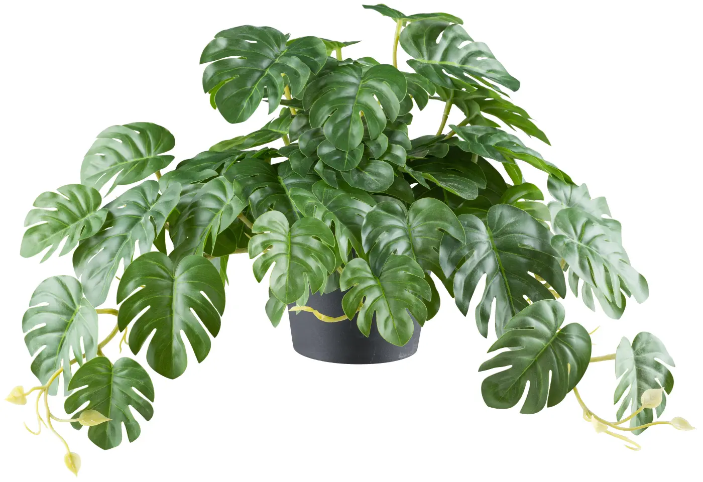 Splitphilodendron 50 grün -  JAGER