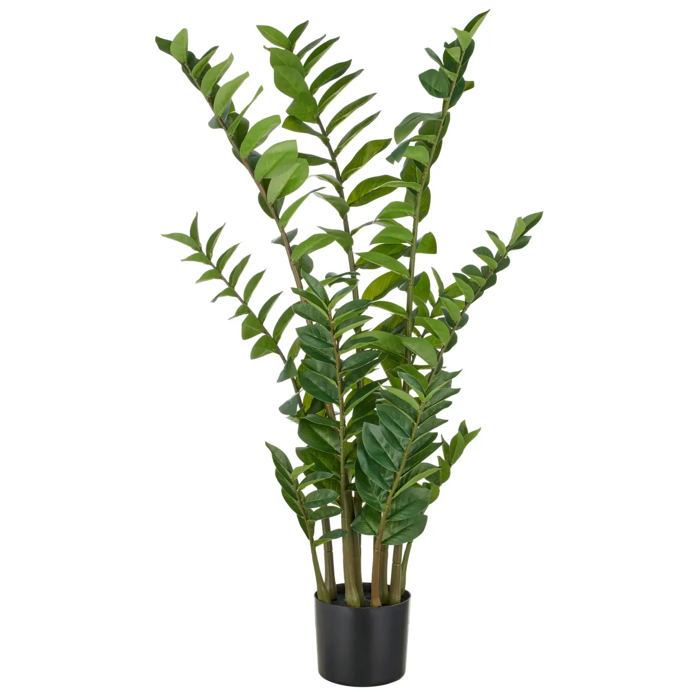 Zamifolia 50 grün -  JAWA