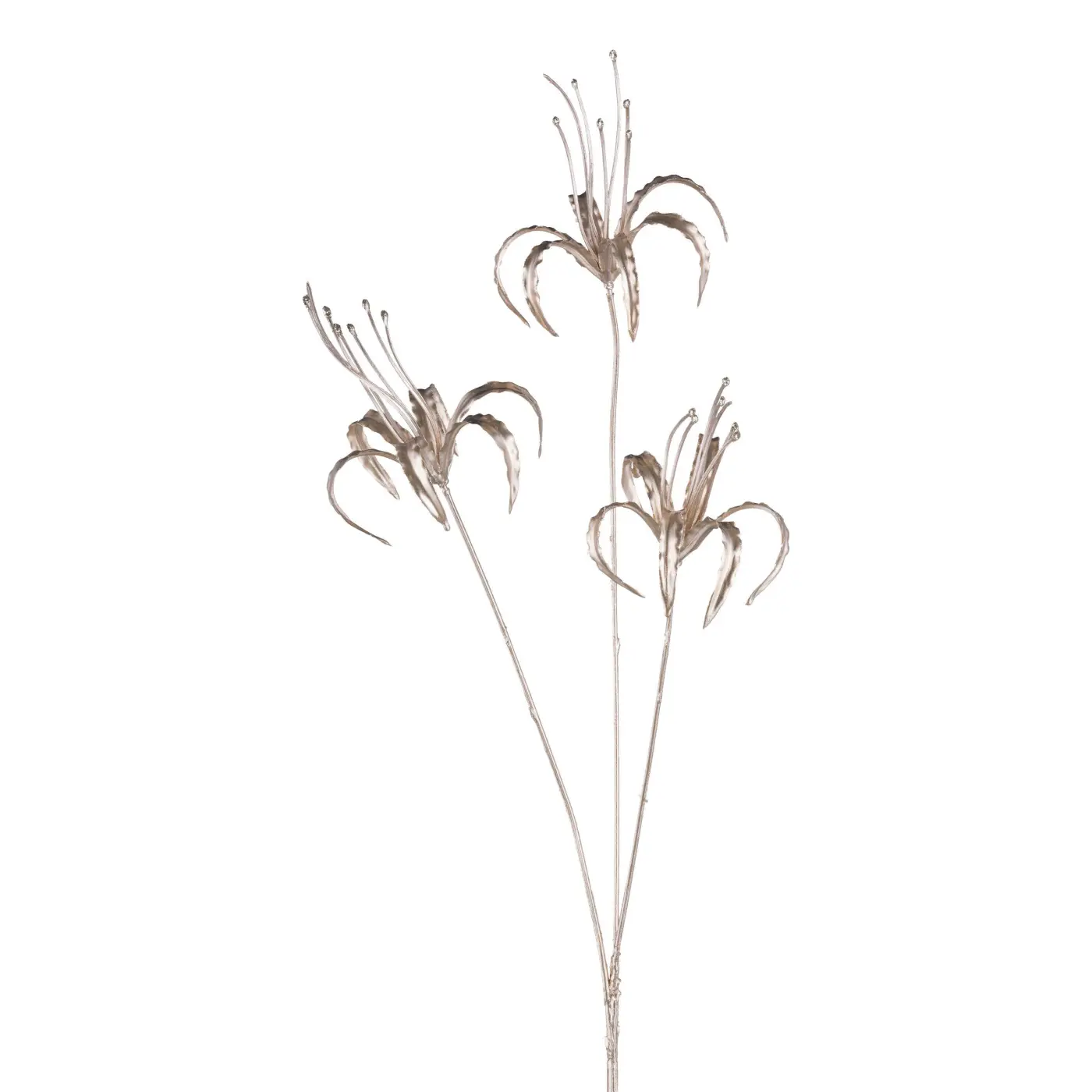 Nerine champagner -  BRANDON